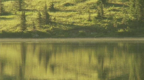Beaver crosses lake Stock Footage 520600