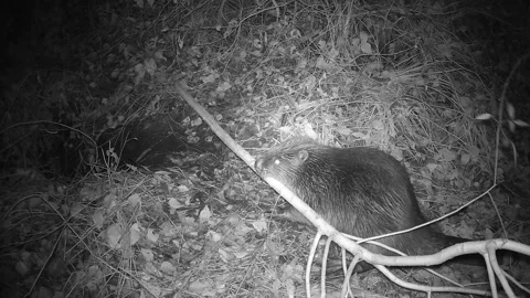 Beaver is crushing large branch with its teeth near its den Stock Footage 293710780