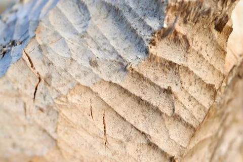 Beaver cut trees Stock Photos