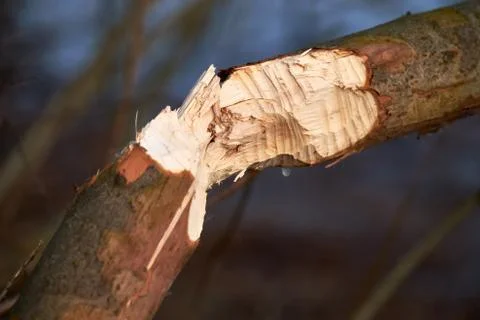 Beaver cut trees Stock Photos