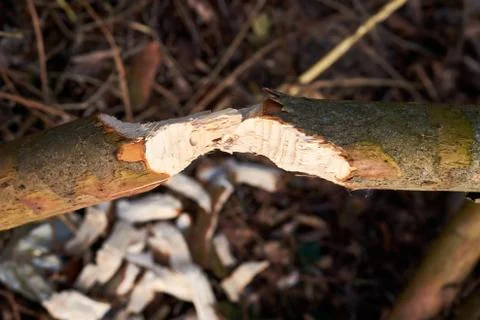 Beaver cut trees Stock Photos