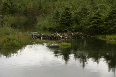 Beaver dam in Alaska Stock Footage 463707
