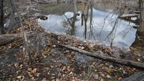 Beaver dam and pond in spring, 4k Stock Footage 224554836