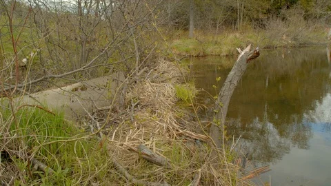 Beaver Dam Blocking Culvert Stock Footage 108241715
