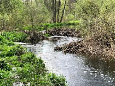 Beaver dam from branches on the river Stock Photos
