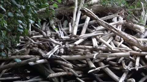 Beaver dam . Camera pans from left to right Stock Footage 100922757