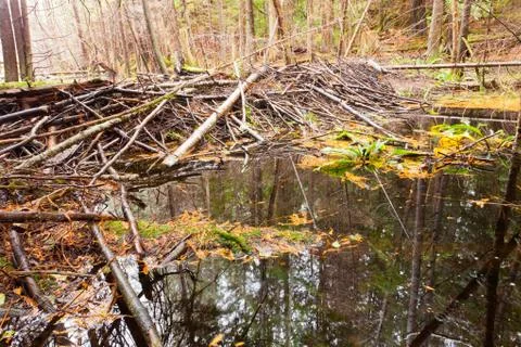 Beaver dam in fall colored forest wetland swamp Foto stock