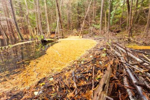 Beaver dam in fall colored forest wetland swamp Stock Photos