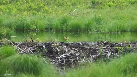 Beaver dam Stock Footage 51114792