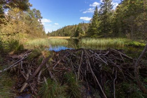 Beaver dam in the forest Stock Photos
