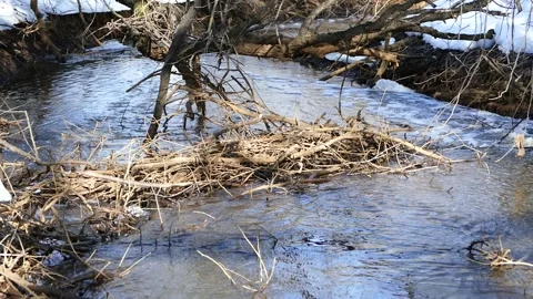 Beaver dam on a forest river in spring Stock Footage 174412371