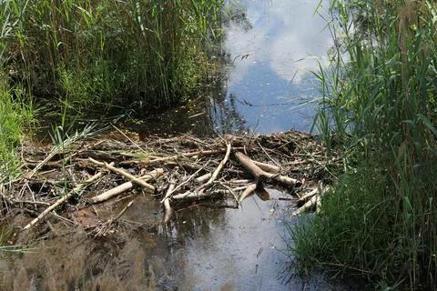 Beaver dam on forest stream made of branches. Sunny summer day. Stock Photos