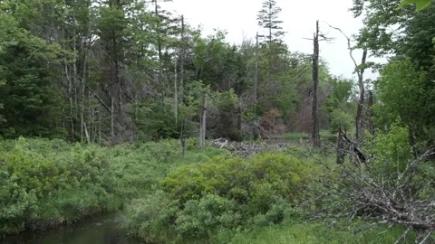 Beaver Dam late summer pan right Stock Footage 337841010