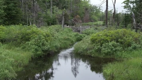 Beaver Dam Late Summer Stream Flow Stock Footage 337840999