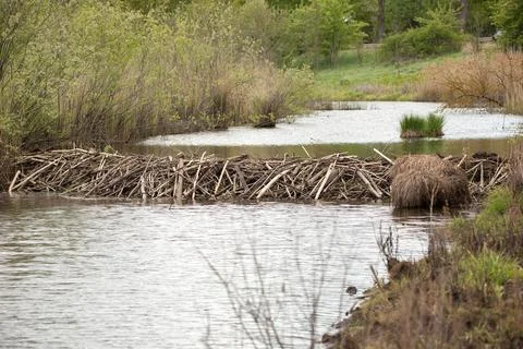Beaver Dam on a Narrow River Stock Photos