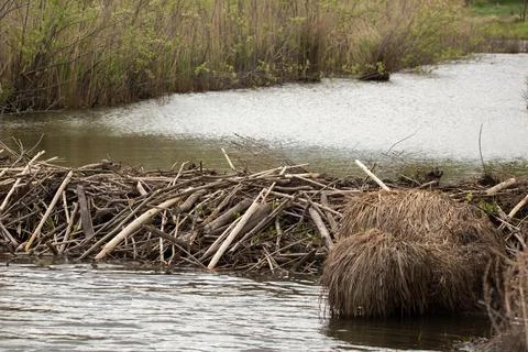 Beaver Dam on a Narrow River Stock Photos
