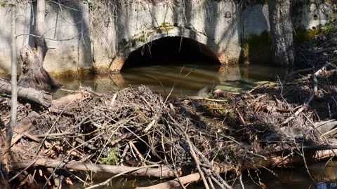Beaver Dam Next to Old Stone Bridge Stock Footage 239548498