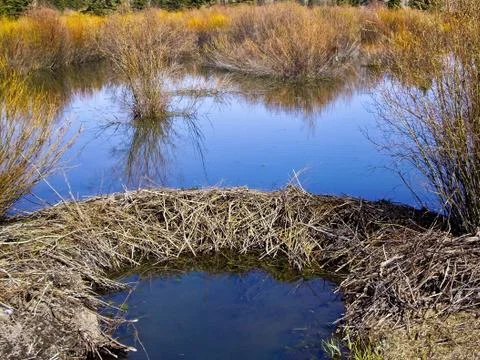 Beaver dam Foto stock