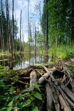 Beaver Dam Stock Photos