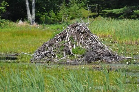 Beaver Dam Stock Photos