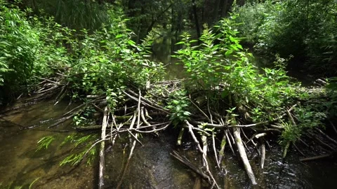 Beaver dam on the river Stock Footage 163139989