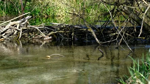 Beaver dam in a riverside forest Stock Footage 152876524