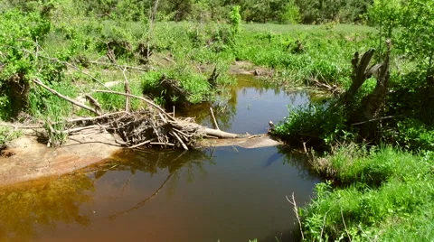 Beaver dam on a small forest creek Stock Footage 42772609