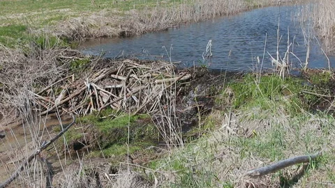 Beaver dam on a small river Stock Footage 89416497