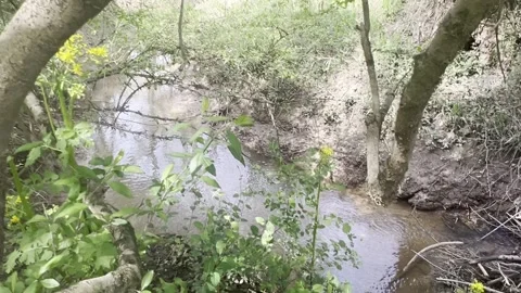 Beaver dam in stream beneath bridge in Chattahoochee Bend State Park Stock Footage 271158122