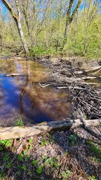 Beaver dam on the stream Stock Photos