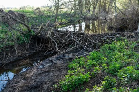 Beaver dam on a stream Stock Photos