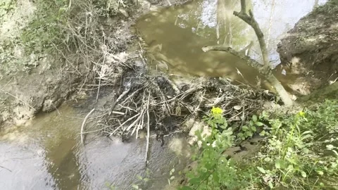 Beaver dam in stream in state park Stock Footage 271158102