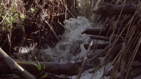 Beaver dam with waterfall in spring forest. slow motion of rushing water and 스톡 동영상 168987370
