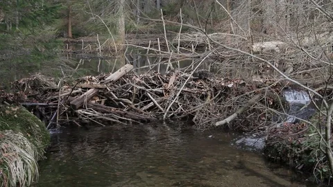 Beaver dam in the wilderness Stock Footage 91325981