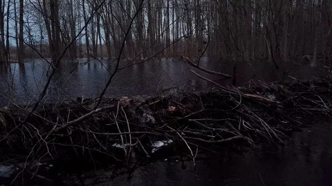 Beaver Dam in the Woods Stock-Footage 107408339