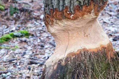 Beaver damage to tree Stock Photos