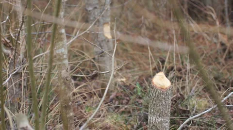 Beaver Damage Trees 動画素材 1182766