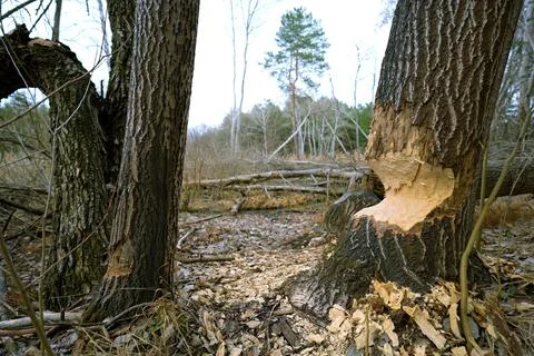 Beaver-Damaged Trees in a Forest Stock Photos
