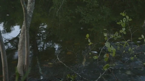 Beaver damming stream Vídeos de archivo 117187055