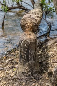 Beaver destruction on a tree closeup Stock Photos