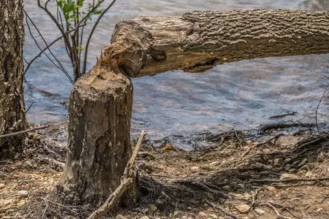 Beaver destruction on a tree Stock Photos