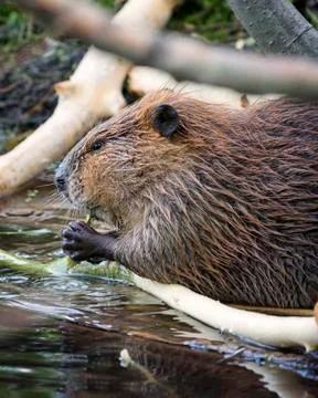 Beaver Dining in the Tetons Stock Photos