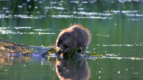 Beaver dinner Stock Footage 110723423