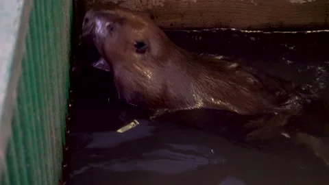 Beaver dives in the aviary 4K Video stock 154002851