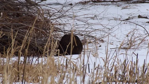 Beaver dragging sticks into its den Stock Footage 108411858
