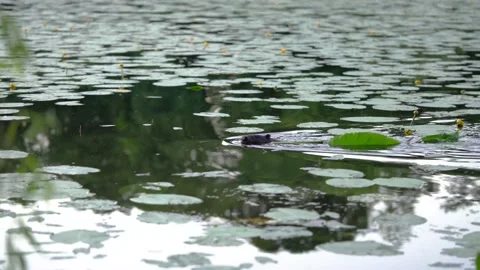 A beaver drags a branch through the water. Concept: swim, drag Stock Footage 156699614