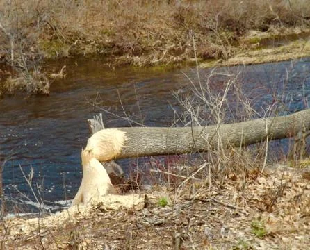Beaver eaten tree 写真素材