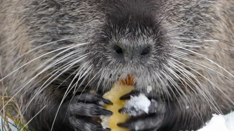 Beaver eating aplle Video stock 147346553