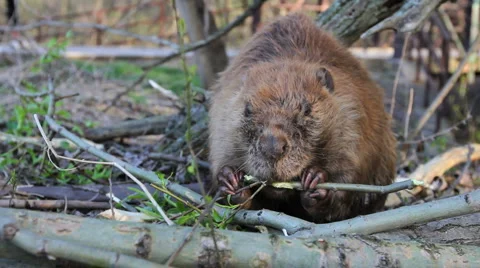 Beaver Eating Branch Stock Footage