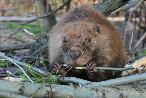 Beaver Eating Branch Vídeo Stock 5090366